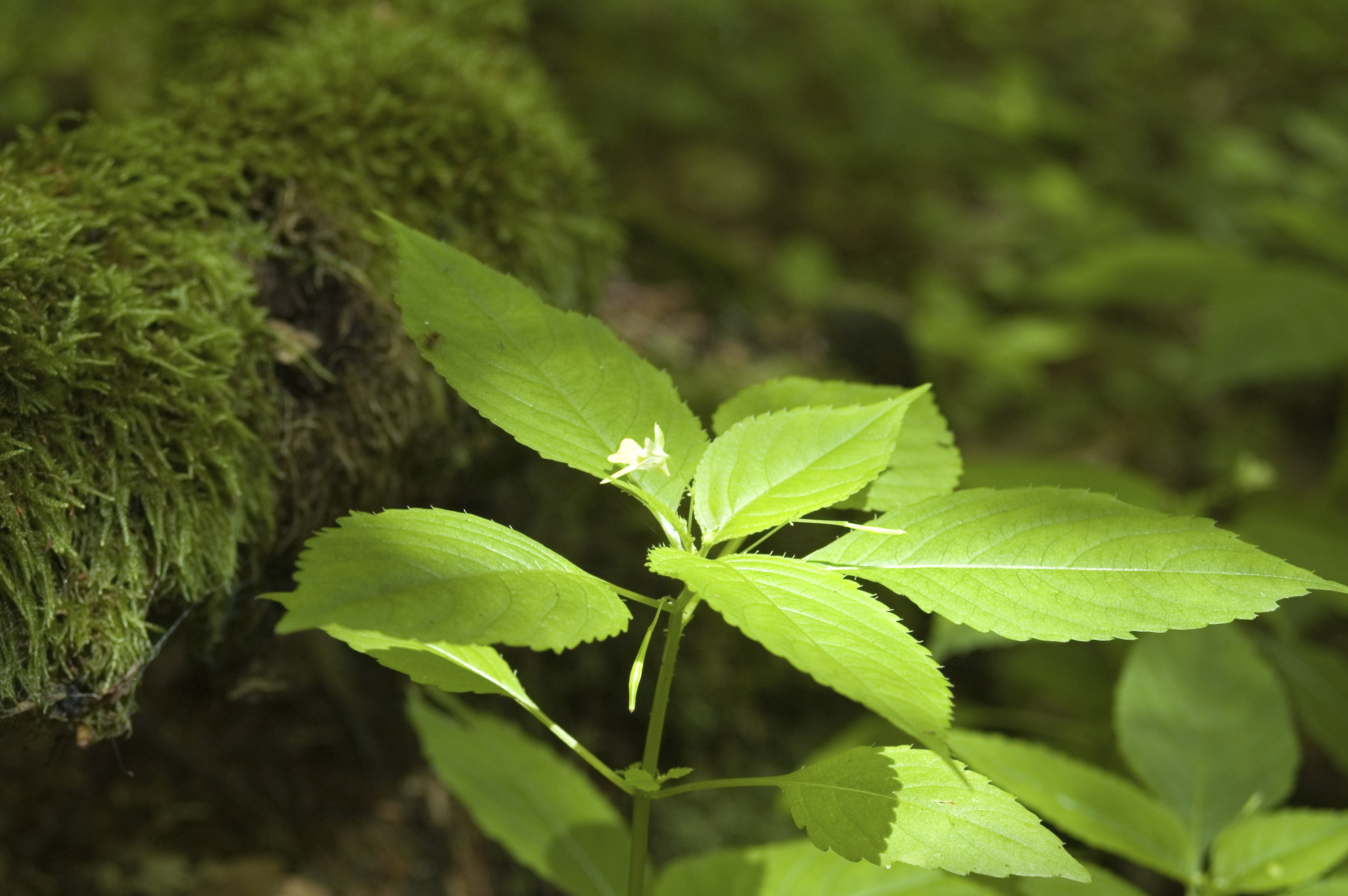 Detoxin krém vhotný pro suchou a stárnoucí pokožku